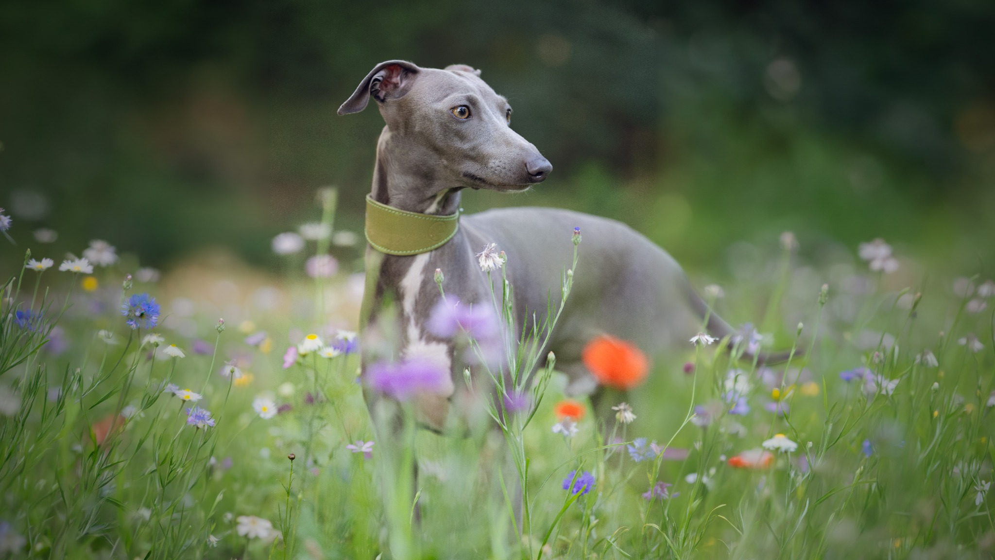 Greyhound standing among wildflowers